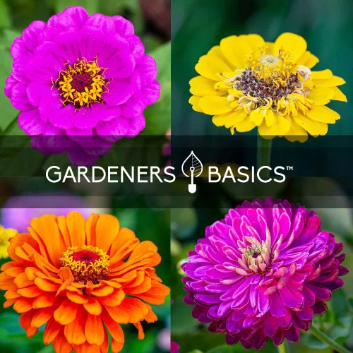 Vista 7 de Gardeners Basics, Semillas de Zinnia para plantar al aire libre (5 variedades) variedades de pulbelina, lilliput, envidia, príncipe púrpura y pompón