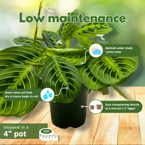 Vista 5 de BubbleBlooms Planta de oración de limón y lima Maranta leuconeura en maceta de 4 pulgadas