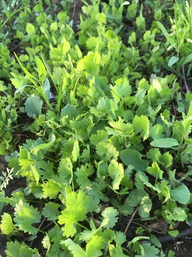 Vista 6 de Plant Good Seed Semillas de anís, paquete de 125 semillas tradicionales para plantar hierbas y flores, suministros de jardinería, flores silvestres
