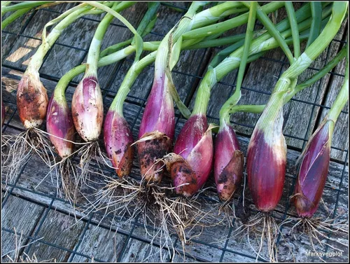 Vista 2 de Semillas Cebolla Chalota Roja - Vegetal de reliquia - Sin OGM
