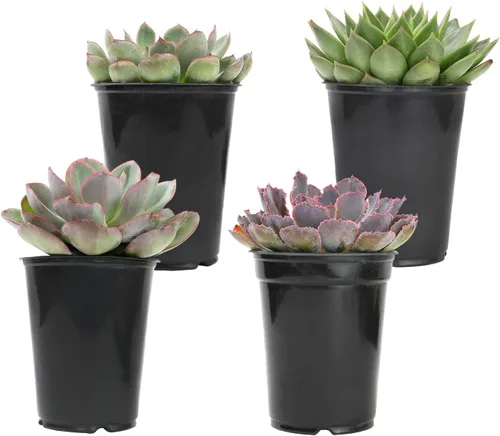 Vista 2 de Suculentas Echeveria de 1 cuarto de galón, 4 unidades, suculentas vivas recuerdos de fiesta en macetas suculentas, plantas suculentas vivas plantas