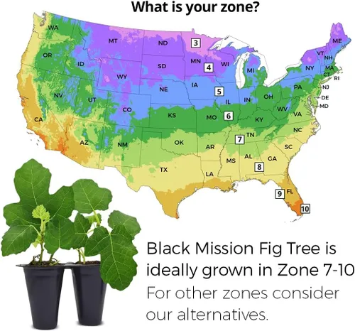 Vista 2 de Planta de Higo Black Mission (Paquete de 4) Planta frutal viva para plantar Cultive sus propios higos dulces y jugosos en casa Árbol fácil