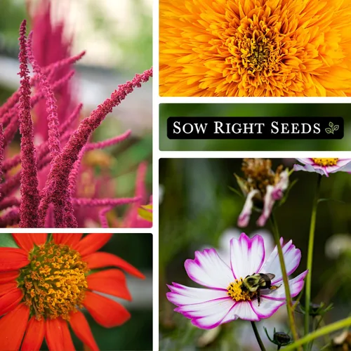 Vista 3 de Sow Right Seeds - Gran colección de semillas de flores para plantar - Zinnias, girasoles, margaritas, cosmos, claveles, stock y más - Atraen a