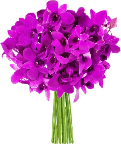 Vista 11 de Kabloom 10 Tallos Blue Valentine Dendrobium orquídeas, 2.5 libras