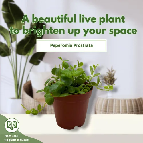 Vista 3 de BubbleBlooms Cadena de tortugas en una maceta de 2 pulgadas Peperomia Prostrata