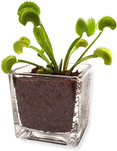 Vista 11 de Plantas carnívoras Sundew vivas con maceta de cerámica hexagonal blanca moderna de 2.7" con platillo + comida para trampa de Venus, pinzas