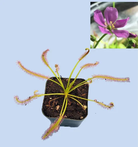 Vista 2 de Planta Carnívora Tropical Viva Drosera capensis Flor Rosa (x1) - Maceta