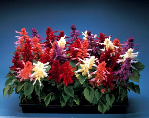 Vista 3 de Mezcla de Salvia de salvia multicolor, más de 30 semillas para cultivar sin OMG