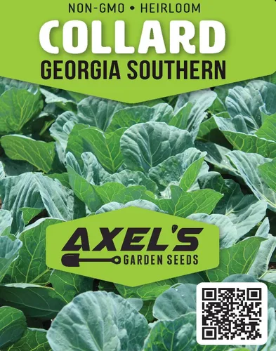 Vista 2 de Georgia Southern Collard Green Seeds para plantar – Más de 250 semillas de col sin OMG – Planta y cultiva huerto al aire libre en casa, 1 paquete