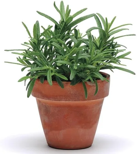 Vista 2 de Park Seed Semillas de romero SimplyHerbs
