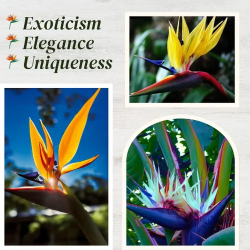 Vista 2 de Bird of Paradise Plants Live (paquete de 4), plantas Strelitzia con flores perennes de naranja (2) y blancas (2), plantas de interior/exterior