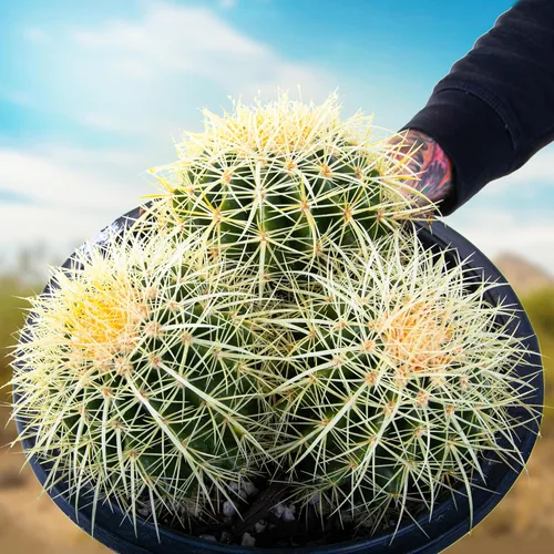 Vista 8 de Cactus Outlet- Planta de Cactus Barril Dorado - Plantas de Cactus Vivas - Plantas de Cactus Barril Vivas - 1 Galón - Plantas de Cactus Barril Listas