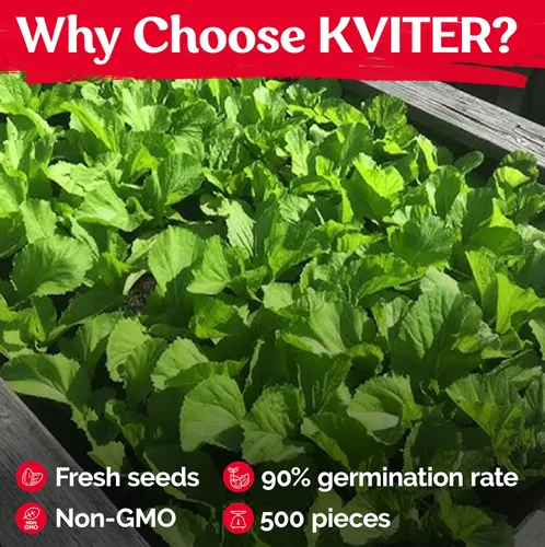 Vista 5 de KVITER 500 Semillas de Mostaza Oriental – Mostaza China, GAI Choy – Brassica Juncea – Semillas frescas orgánicas para plantar – Semillas vivas