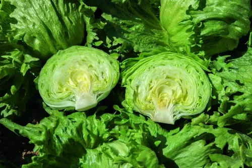 Vista 5 de Semillas Iceberg Lechuga Verde Crisphead Buttercrunch No GMO Heirloom
