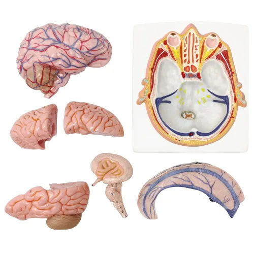 Vista 6 de EVOTECH SCIENTIFIC Modelo de cerebro humano con arterias, 7 piezas tamaño real, modelo de anatomía de cerebro en una base, muestra plano horizontal