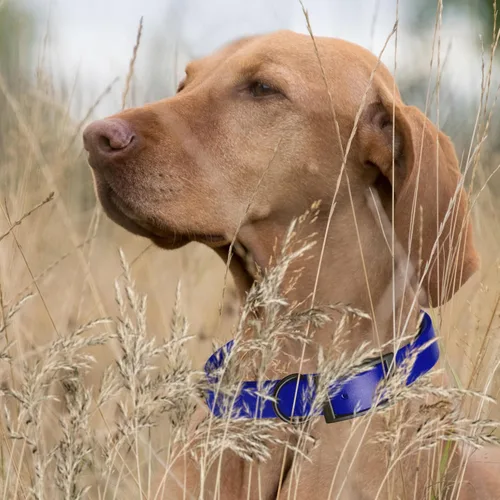 Vista 407 de Dogline Biothane - Collar impermeable para perro con hebilla de liberación rápida, resistente cincha de nailon recubierta con resistente y a prueba