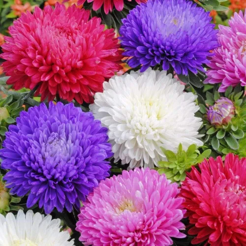 Vista 2 de Más de 100 semillas Aster Piony - Mezcla de flores