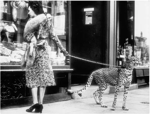 Vista 28 de Impresión de guepardo en el espejo, impresión de fotografía en blanco y negro, leopardo vintage en blanco y negro, fotos de espejo con aspecto
