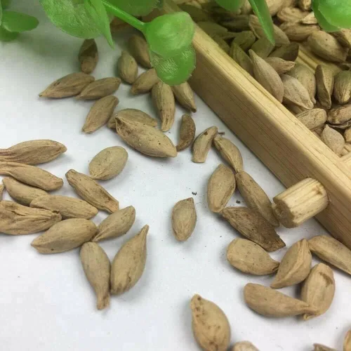 Vista 3 de Semillas de limonero para plantar, semillas de frutas de jardín (limón - 20 semillas)