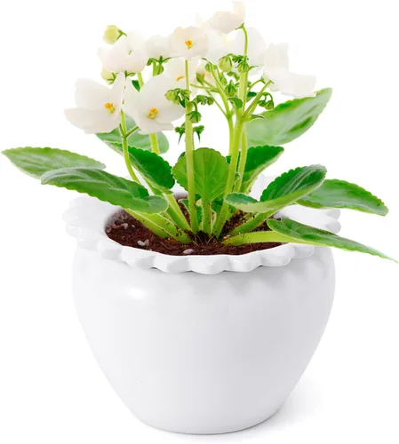 Vista 10 de Maceta para Flores Violeta Africana Verde de Cerámica con Riego Automático 6.5 * 4.6 * 4 pulgadas Maceta Simple para Plantas con Riego Automático