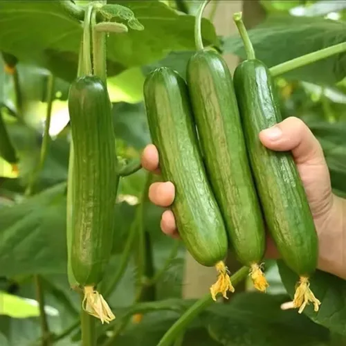 Vista 4 de 2 plantas de pepino verde vivas para plantar, plantas de pepino vivo para plantar, planta vegetal de 4 a 7 pulgadas de alto