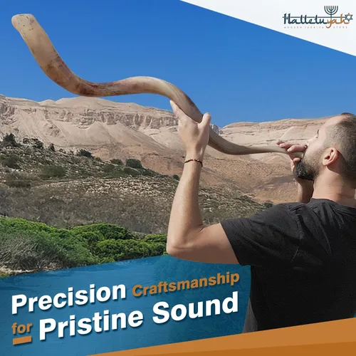 Vista 4 de HalleluYAH Shofar kudu original totalmente pulido Kosher de Israel