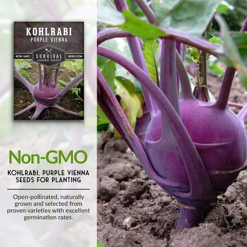 Vista 3 de Survival Garden Seeds - Semilla de colinabo púrpura de Viena para plantar - Paquete con instrucciones para plantar y cultivar verduras crucíferas