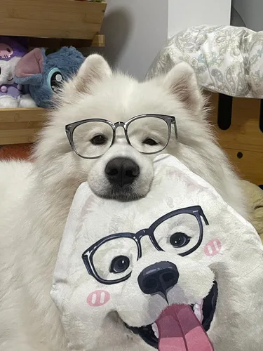 Vista 6 de Almohadas personalizadas para retratos de mascotas con fotos, almohada de perro 3D dibujada a mano, almohada personalizada de cara de gato