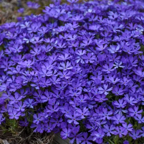 Vista 4 de Blue Phlox - Planta viva, Phlox perenne rastrera, Phlox rastrero de lavanda azul-púrpura, planta de inicio de 1 a 3 inc. y bien enraizada