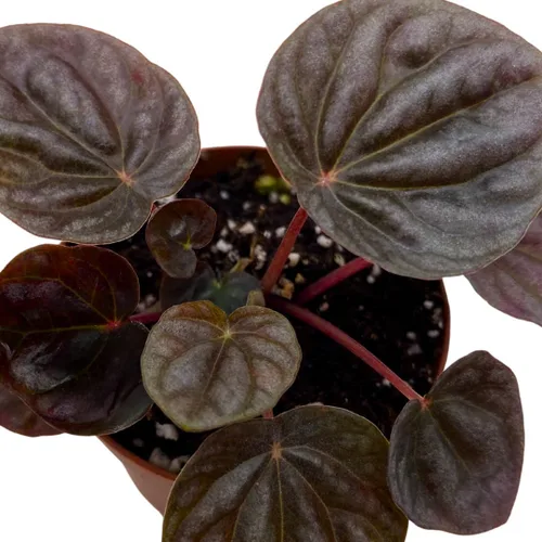 Vista 4 de BubbleBlooms Peperomia caperata roja, ondulación esmeralda roja, escarcha, platino, en una maceta de 2 pulgadas Tiny Mini Pixie Plant