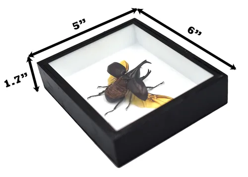 Vista 4 de Real THAILAND'S Fighting Beetles/Rinoceronte Beetle/XYLOTRUPES Gideon Insect Taxidermia Set en caja de sombra / marco de madera 3D