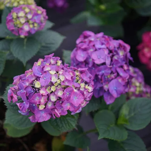 Vista 3 de LET'S Dance Big Band PPAF Hydrangea Bush - Ganadores probados - Maceta de 4 pulgadas
