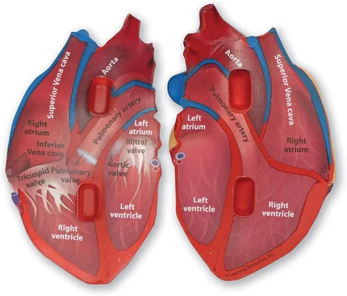 Vista 3 de Learning Resources Modelo de corazón humano de sección transversal: anatomía de práctica, herramientas de estudio de arterias y venas