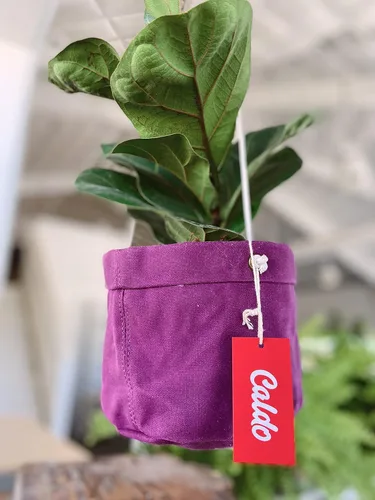 Vista 4 de Caldo Dos perchas para plantas, perfectas para decoración de interiores o exteriores (morado)