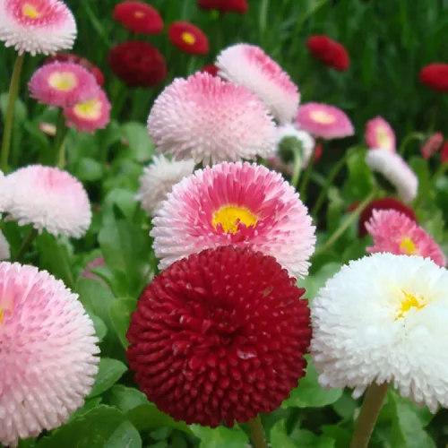 Vista 2 de Semillas English Daisy Pompon Mix (Marguerites) Flores perennes para plantar