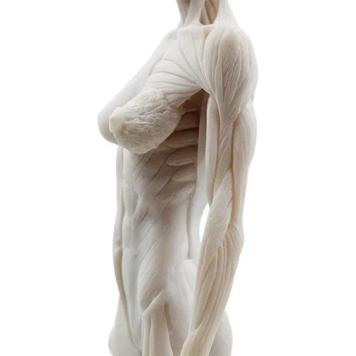 Vista 5 de Modelo anatómico musculoesquelético global de cuerpo humano de 11 pulgadas para estudio y enseñanza (hembra)