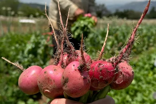 Vista 5 de Plant Good Seed Semillas de rábano Organic Pink Beauty – Paquete de 125, semillas tradicionales para plantar verduras – Suministros de jardinería