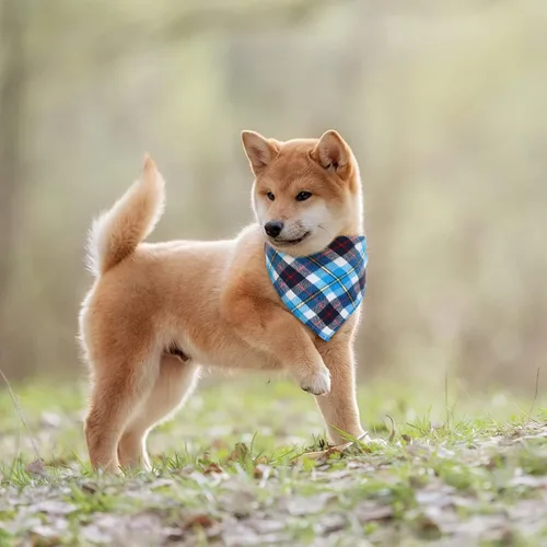 Vista 6 de Honoson 6 pañuelos triangulares para perro, bufanda para perro, bufanda con estampado a cuadros, baberos ajustables, lavables, juego de bandana