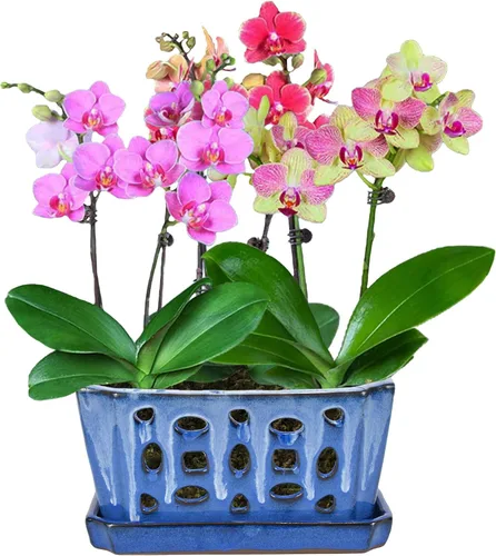 Vista 7 de W&W Orchid Pot with Holes and Saucer for Repotting, White and Blue, 9.7 Inch Blanco y azul 9.7