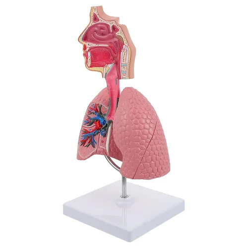 Vista 3 de Modelo 4D, modelo de pulmón respiratorio enseñanza con cabeza y pulmones, herramientas prácticas de estudio de modelos 3D para estudiantes