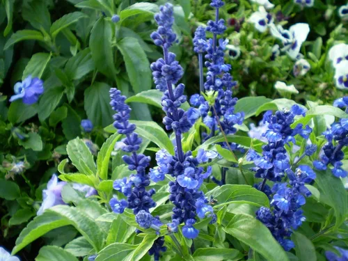 Vista 6 de Blue Bedder Sage 500 Semillas (Salvia farinacea) sin OMG, reliquia