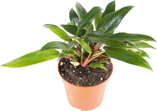 Vista 11 de Philodendron Bipennifolium Aurea - Maceta de 4" de California Tropicals