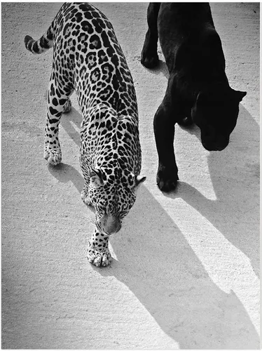 Vista 22 de Impresión de guepardo en el espejo, impresión de fotografía en blanco y negro, leopardo vintage en blanco y negro, fotos de espejo con aspecto