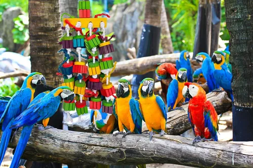 Vista 3 de Juguetes masticables grandes para guacamayos, gris africano, loros amazónicos, cokatoos (20 pulgadas)