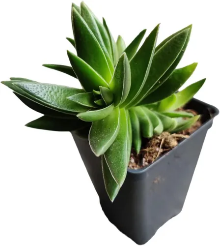 Vista 4 de Plantas vivas de USKC (maceta de 2.6 pulgadas de ancho x 3.4 pulgadas de alto) (Aeonium Sunburst)