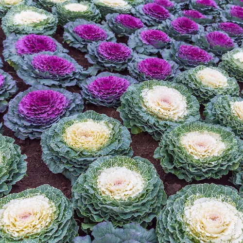 Vista 7 de Outsidepride Semillas de flores ornamentales de col – 1000 unidades. Semillas anuales, tolerantes al frío y de bajo mantenimiento, semillas