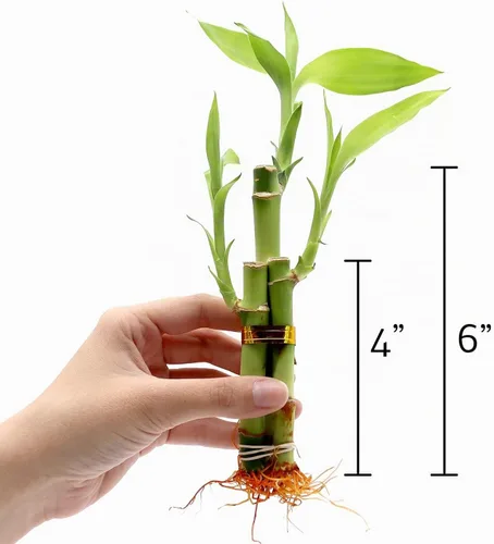Vista 5 de NW Wholesaler - Planta de bambú de la suerte viva de 3 tallos (1 tallo de 6 pulgadas, 2 tallos de 4 pulgadas) - Plantas de interior vivas