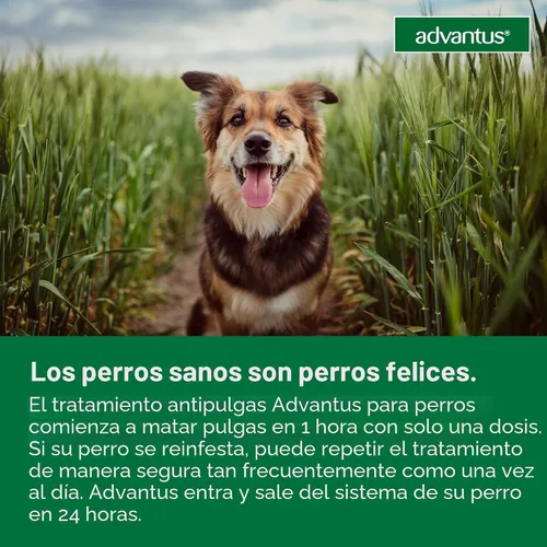 Vista 6 de Advantus Tratamiento oral antipulgas de acción rápida para perros, masticables suaves para perros de 4 - 22 lbs. 7 unidades.
