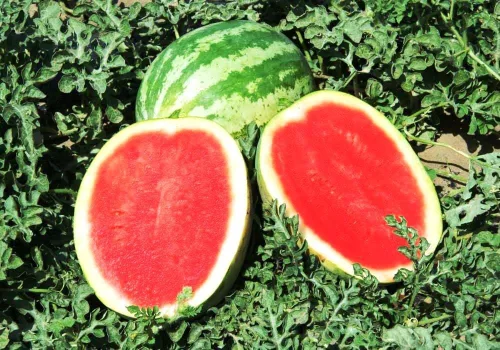 Vista 4 de Semillas Sandía Carmesí Frutas Dulces No GMO Heirloom