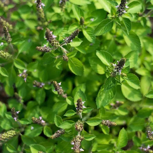 Vista 3 de Blue Spice - Semillas de albahaca (Ocimum americanum) Más de 100 semillas de hierbas medicinales raras en cápsulas de semillas congeladas